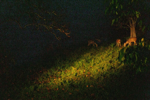 deer night safari life nam cat tien national park