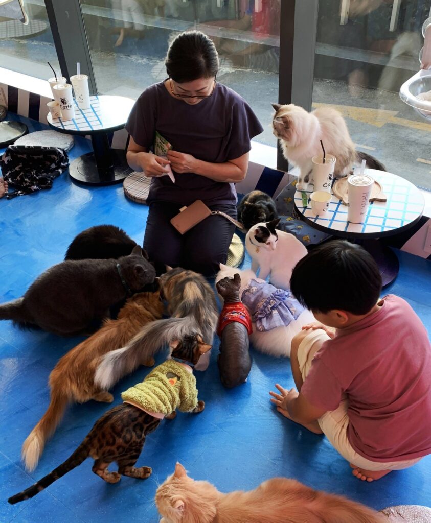 Dog Cafes in Ho Chi Minh City: A Guide to the Best Spots