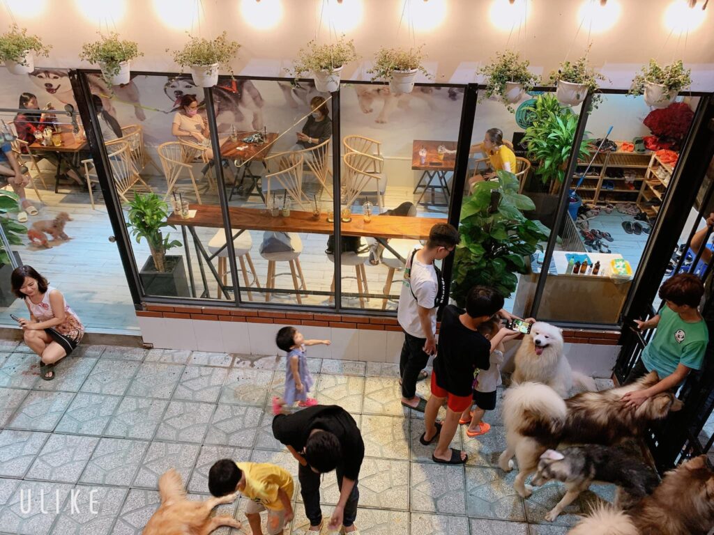 Dog Cafes in Ho Chi Minh City: A Guide to the Best Spots