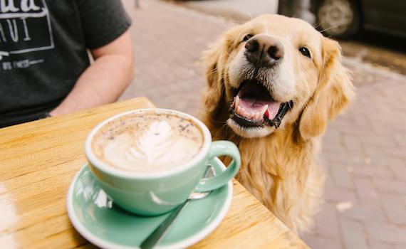 Dog Cafes in Ho Chi Minh City: A Guide to the Best Spots