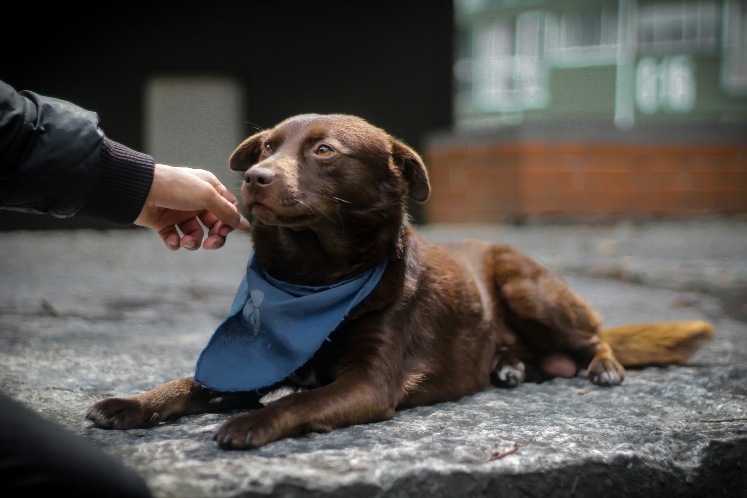 dog-coffee-in-ho-chi-minh-city