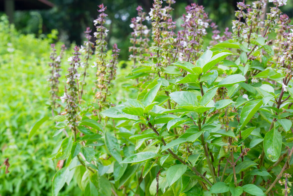 Vietnamese herbs