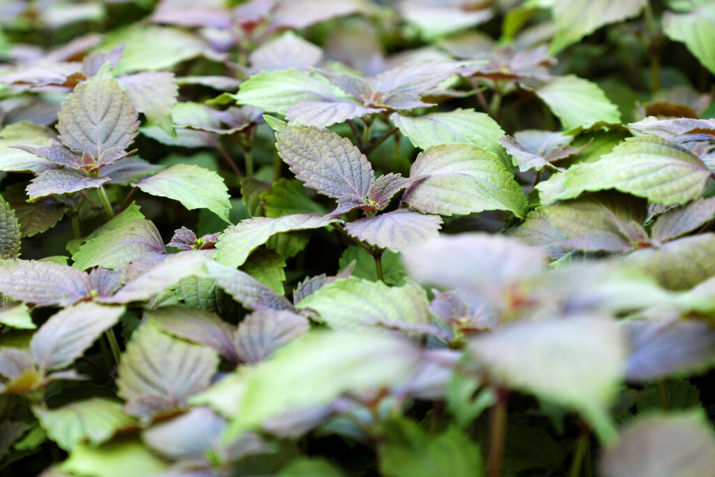 Vietnamese herbs