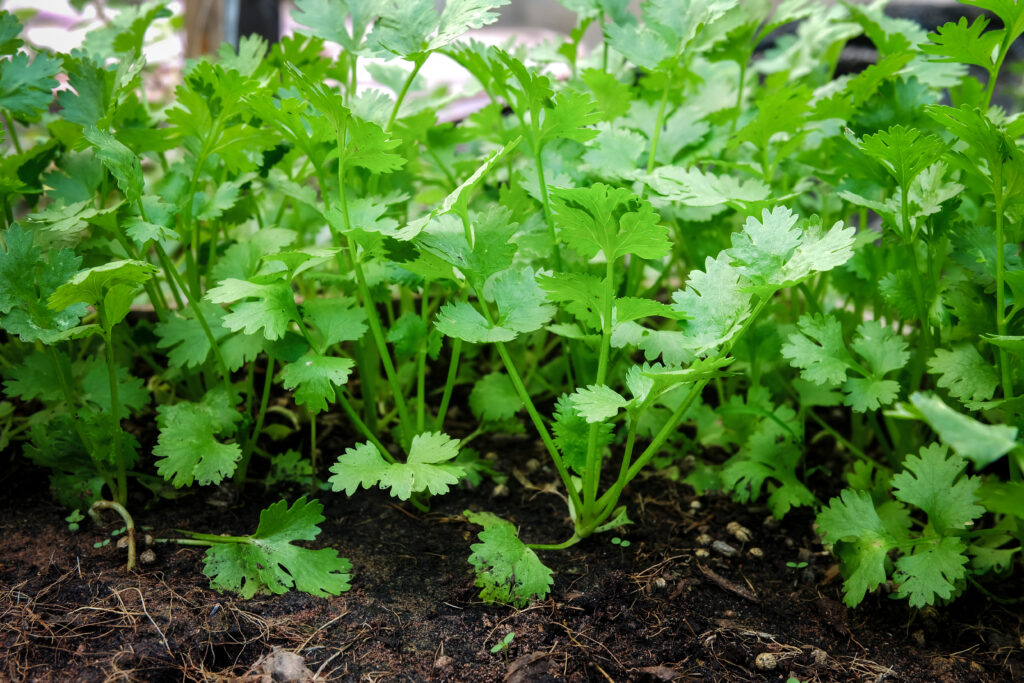 Vietnamese herbs