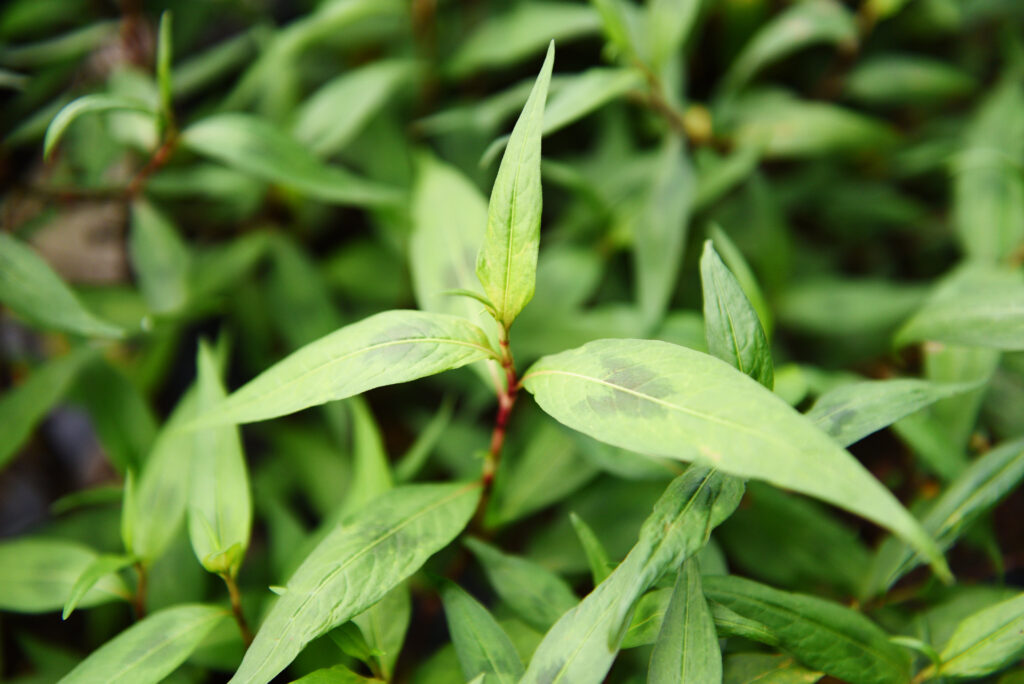 Vietnamese herbs