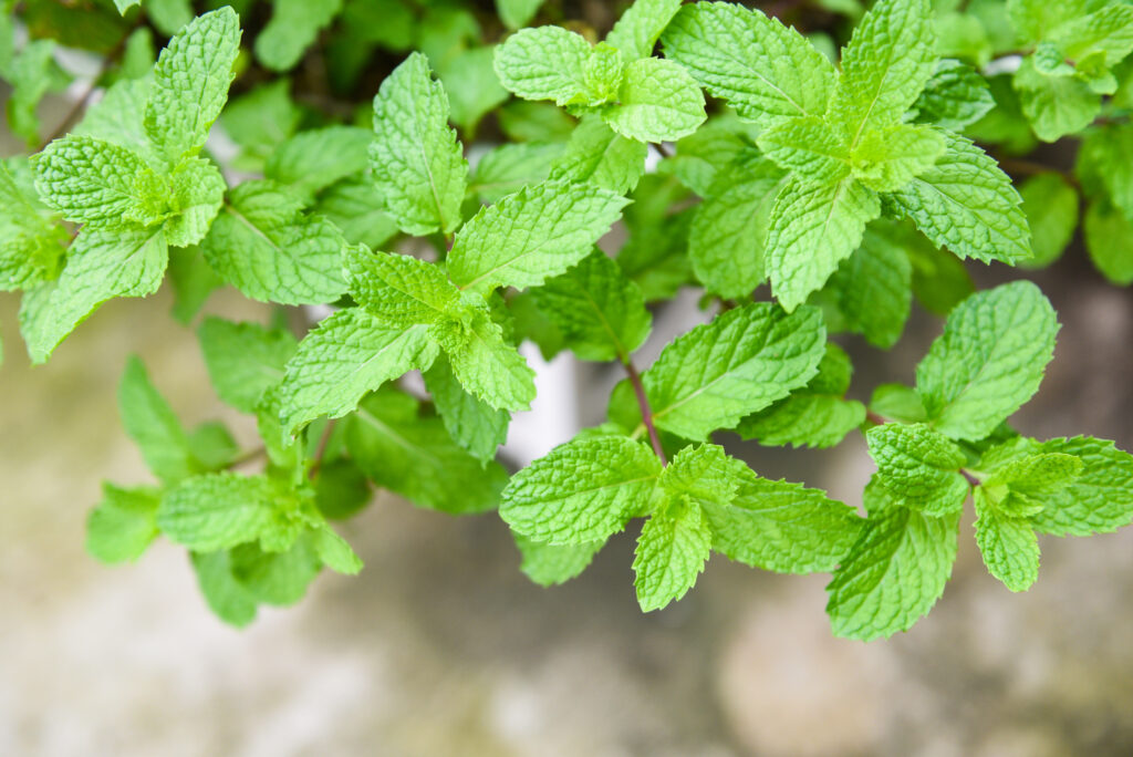 Vietnamese herbs