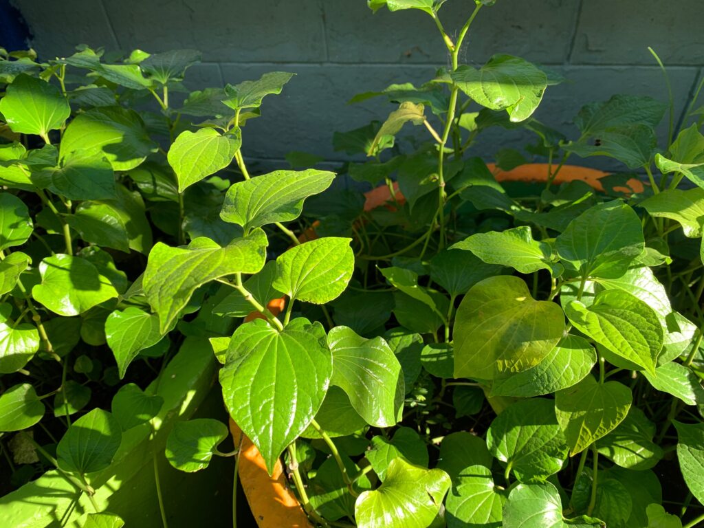 Vietnamese herbs