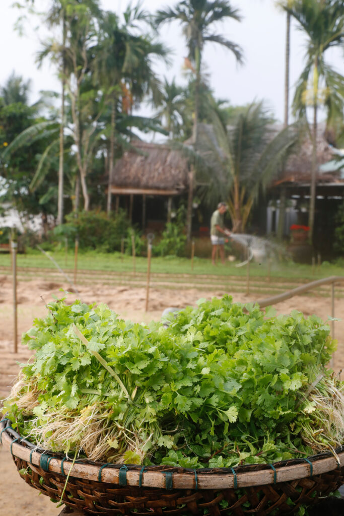 Vietnamese herbs