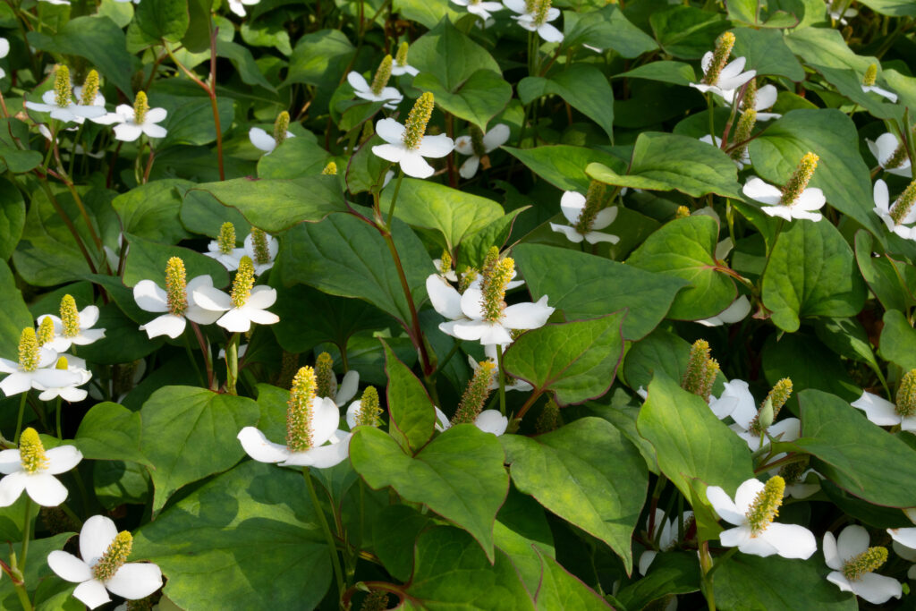 Vietnamese herbs