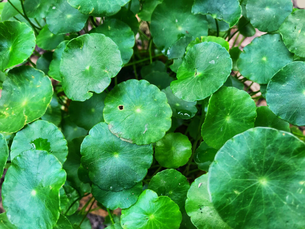 Vietnamese herbs