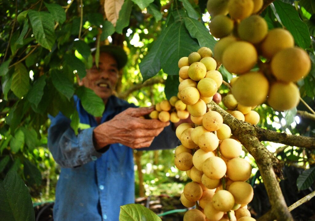 Top weird and wonderful fruit in Vietnam