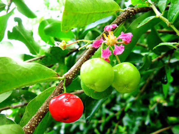 Top weird and wonderful fruit in Vietnam