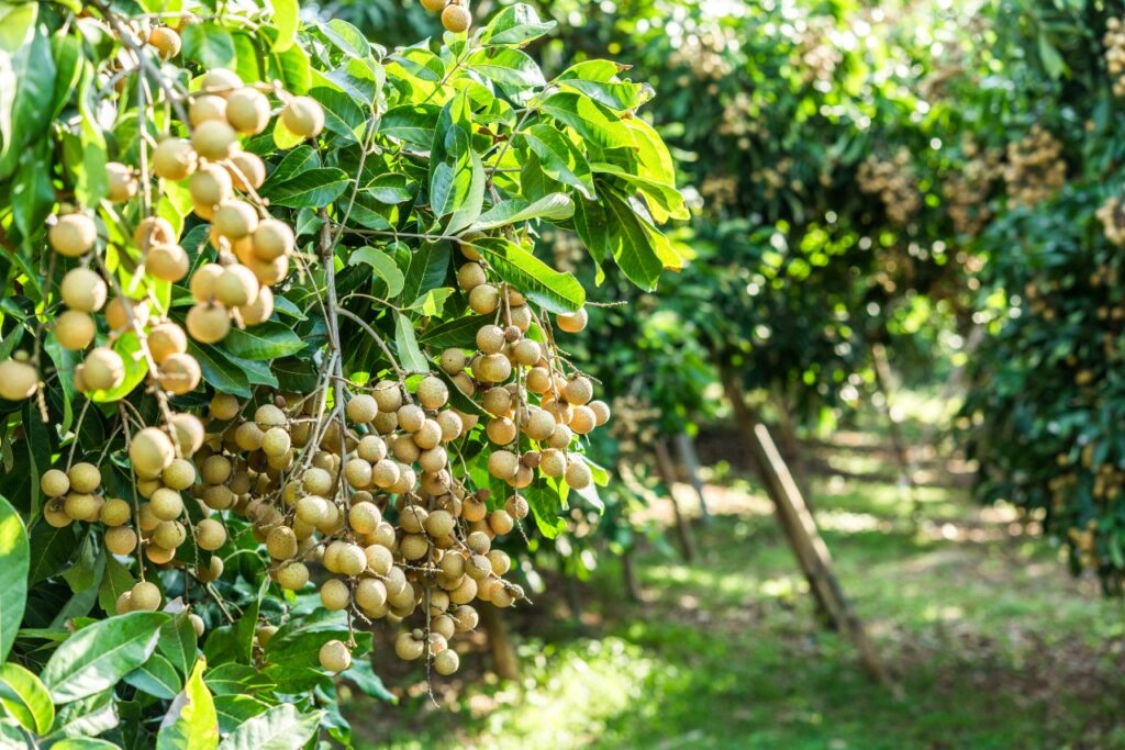 top weird fruit vietnam