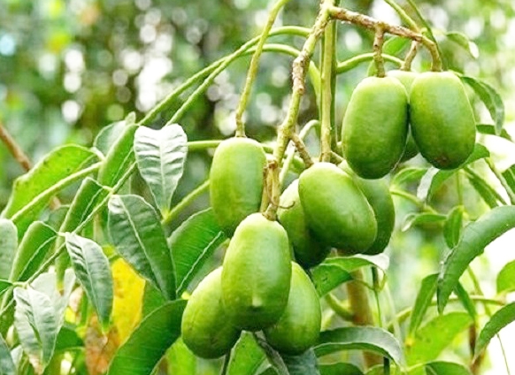 Top weird and wonderful fruit in Vietnam