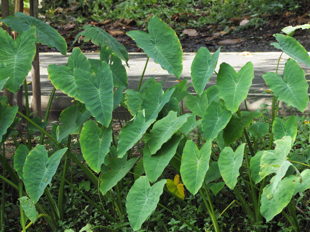 Vietnamese vegetables