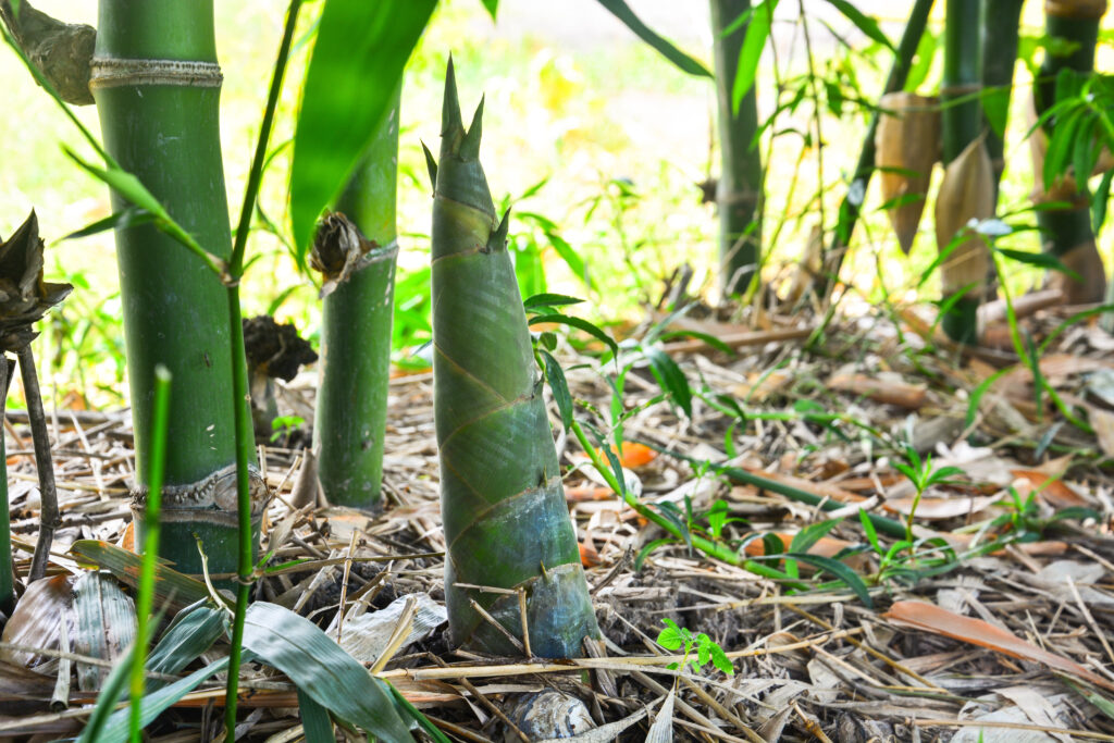 Vietnamese vegetables