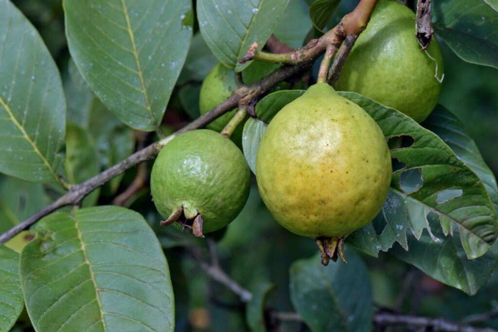 Fruits