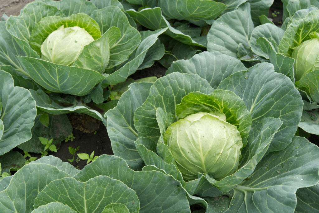 Vietnamese vegetables