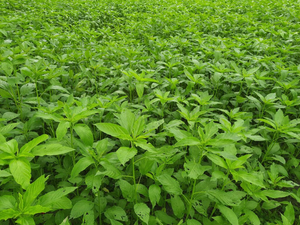 Vietnamese vegetables