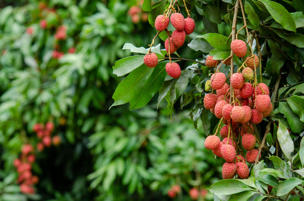 Fruits