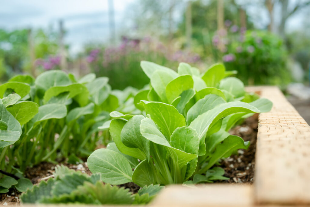 Vietnamese vegetables