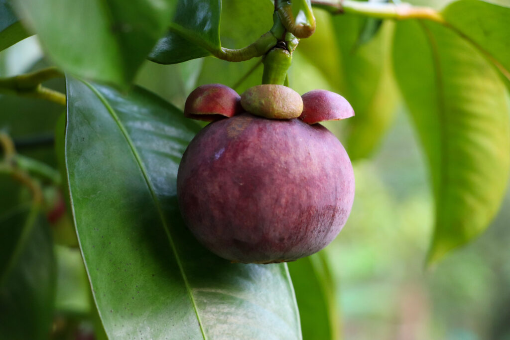 Fruits