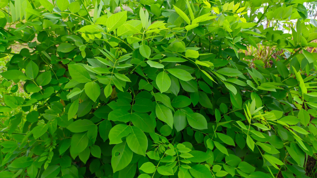 Vietnamese vegetables