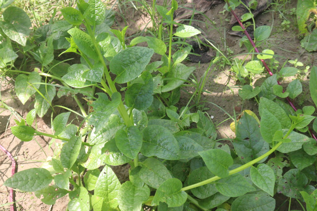 Vietnamese vegetables