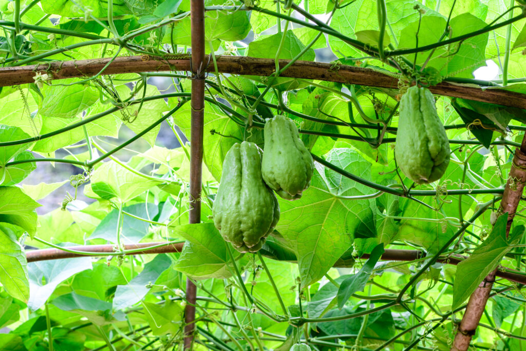 Vietnamese vegetables