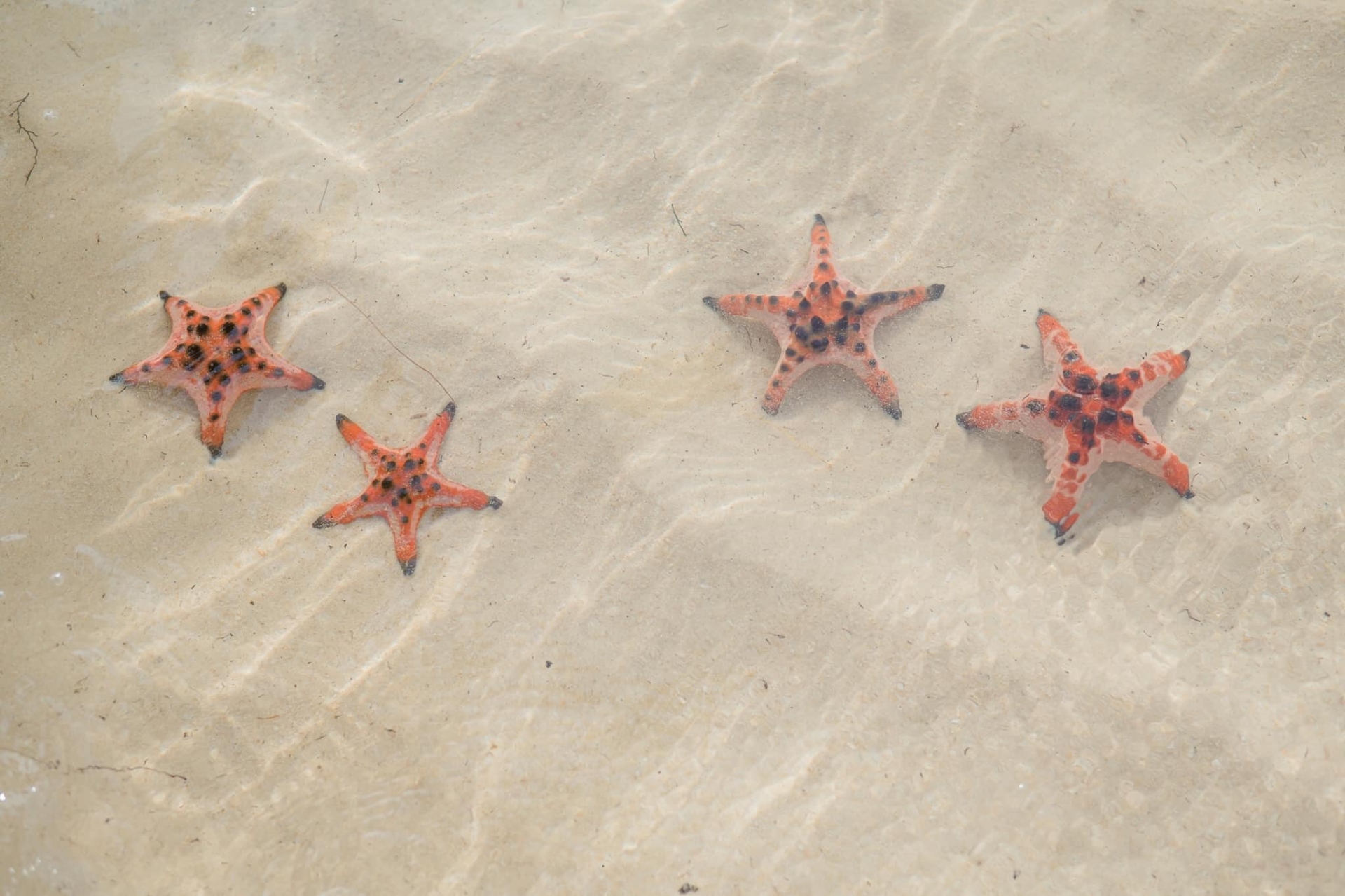 things to do in phu quoc