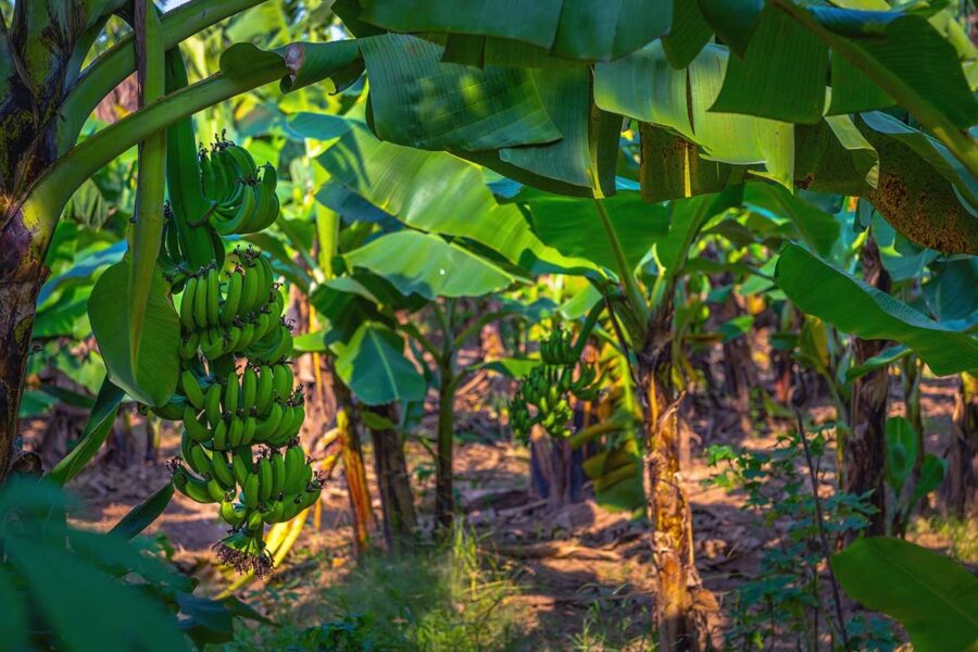 Banana Island