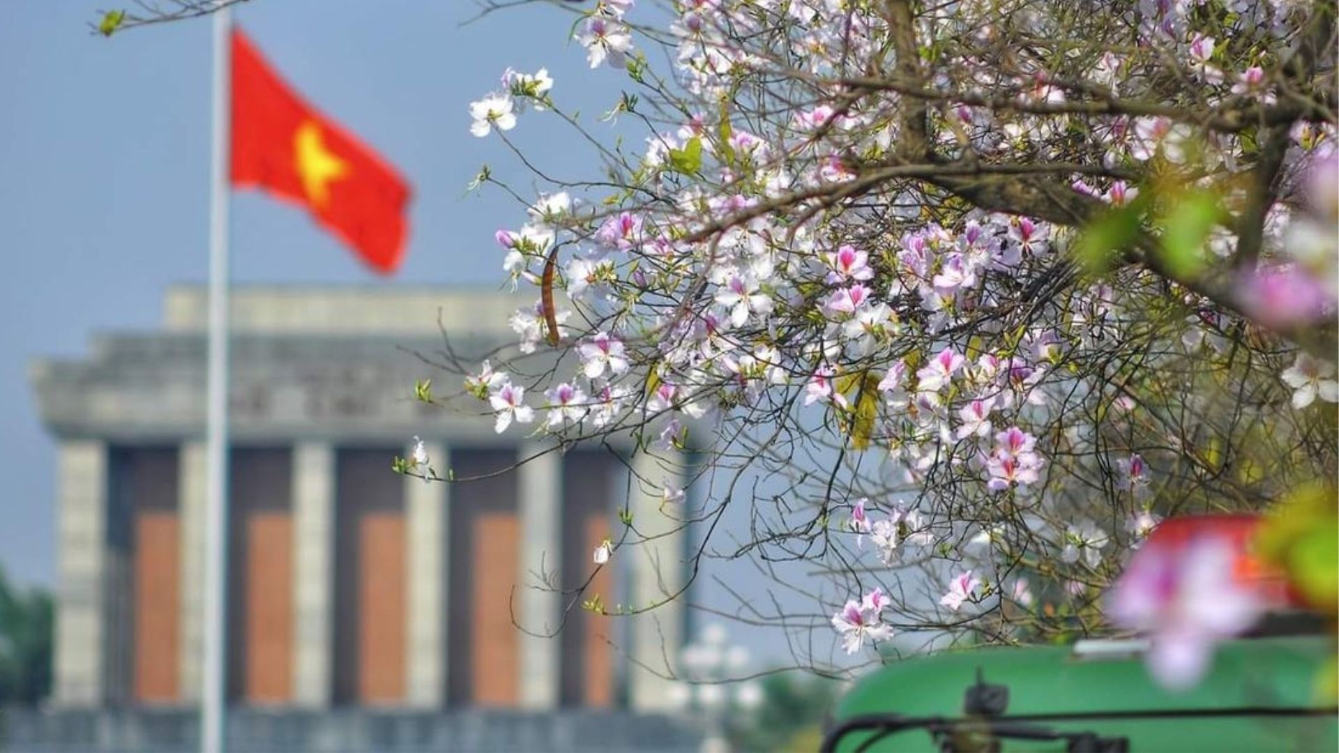 Peach flowers bloom before the President Ho Chi Minh Mausoleum