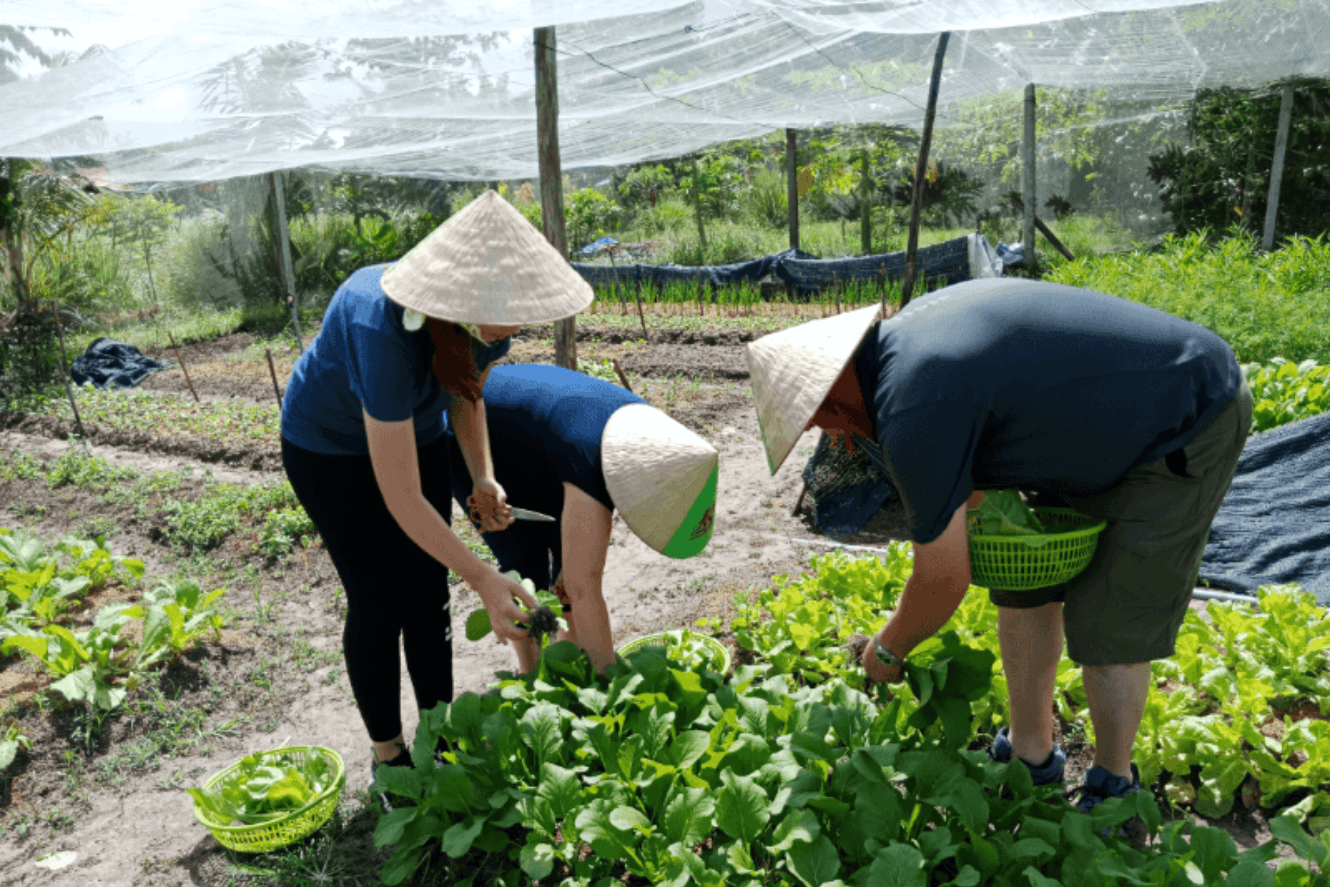 Picking fresh garden herbs for a Vietnamese cooking class