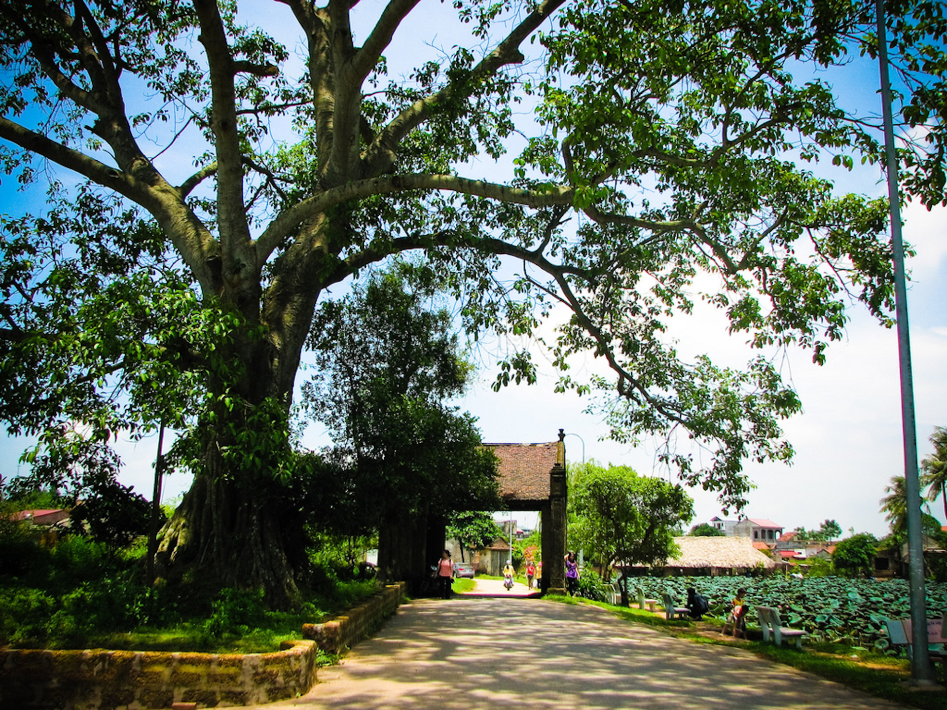 cay da - duong lam ancient village - Jackfruit Adventure