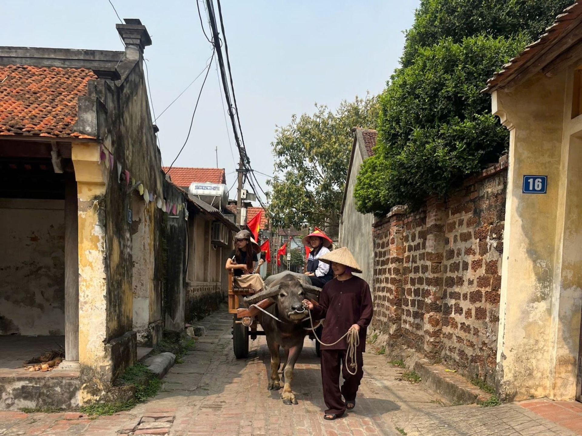 con trau - duong lam ancient village - Jackfruit Adventure