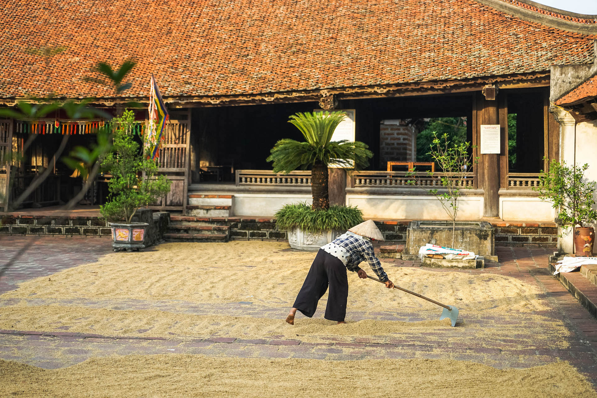 rice - duong lam ancient village - Jackfruit Adventure