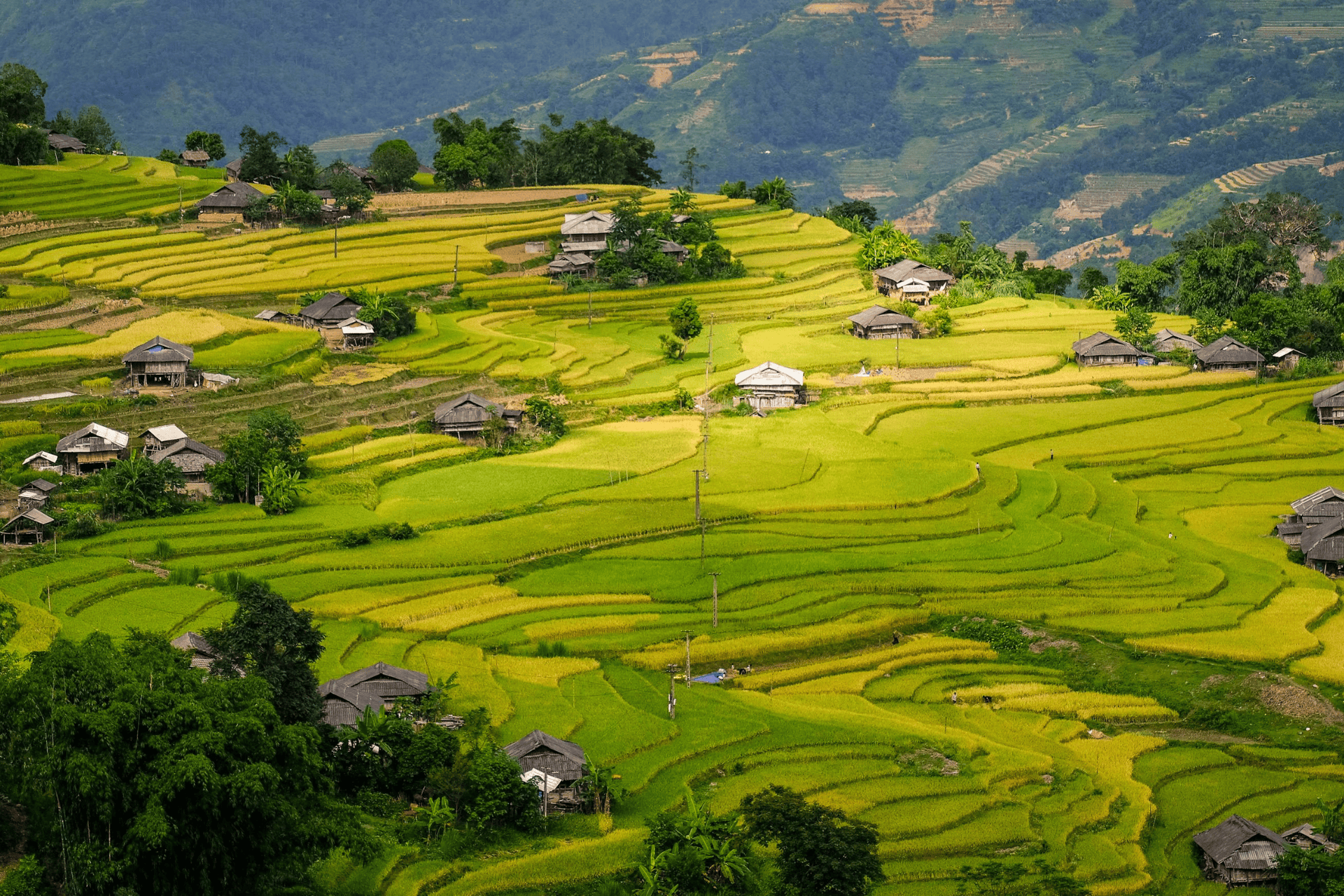 Sapa rice terraces in summer – where to travel in summer Vietnam | Jackfruit Adventure